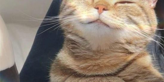 Imagem do grupo de WhatsApp WEB AMIZADE 🔥