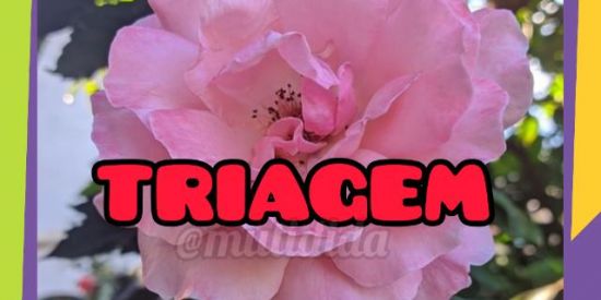 Imagem do grupo de WhatsApp •|🌺 ƬƦƖƛƓЄM🌺 |•