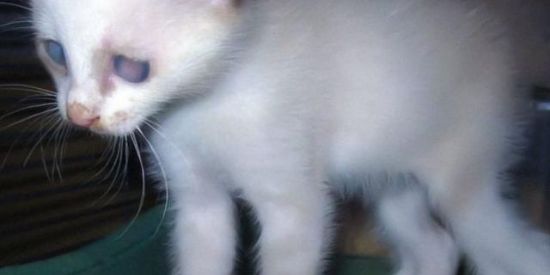 Imagem do grupo de WhatsApp 𝙶.𝚄.𝙻.𝙰.𝙶™