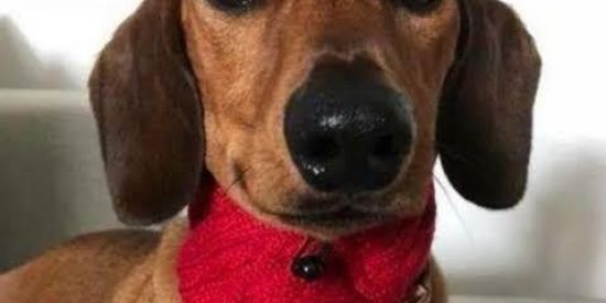 Imagem do grupo de WhatsApp Grupo dos otários 2.0