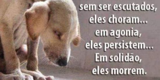 Imagem do grupo de WhatsApp Ajude os animais de rua