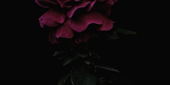 Imagem do grupo de WhatsApp A órfã e o vampiro rei