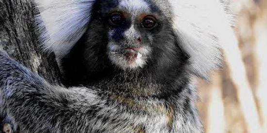 Imagem do grupo de WhatsApp Saquinho de maracujá