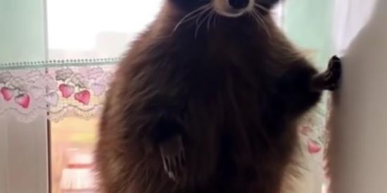 Imagem do grupo de WhatsApp 🌿SHITPOST DO GUAXINIM 🦝