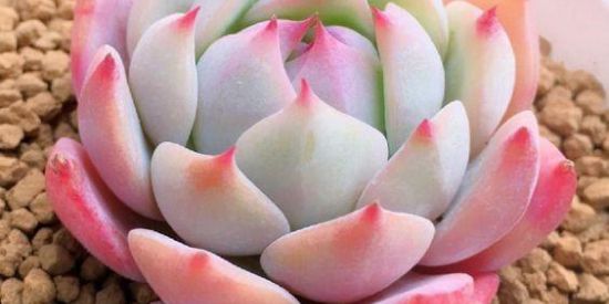 Imagem do grupo de WhatsApp 🪸🌵Mundo Suculento