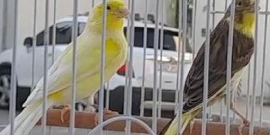 Imagem do grupo de WhatsApp CANARIL RJ🐣🍃