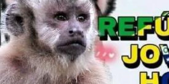 Imagem do grupo de WhatsApp Refúgio para🐵do zoológico