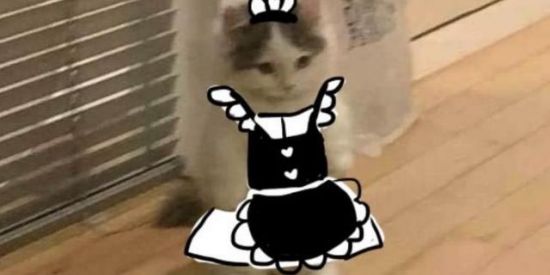 Imagem do grupo de WhatsApp TAVERNA DOS PATINHOS🐣