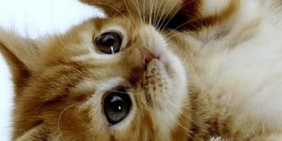 Imagem do grupo de WhatsApp A M I Z A D E 999% 🧸 🌹