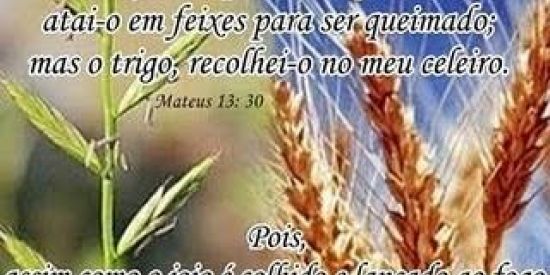 Imagem do grupo de WhatsApp Joio × trigo🛡️⚔️