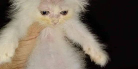 Imagem do grupo de WhatsApp ♢○○₲₳₮Ø ₵₳ⱠVØ○○♢