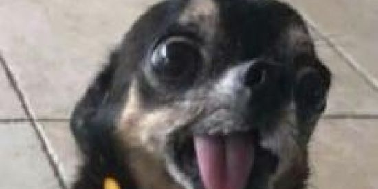 Imagem do grupo de WhatsApp ꧁☘︎Web amizades ☘︎꧂