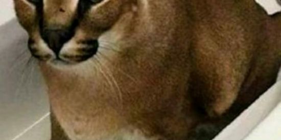 Imagem do grupo de WhatsApp 𝐆𝐫𝐮𝐩𝐨 𝐝𝐚 𝐙𝐮𝐞𝐢𝐫𝐚 𝐁𝐑 🇧🇷