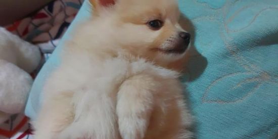 Imagem do grupo de WhatsApp Compra spitz alemão