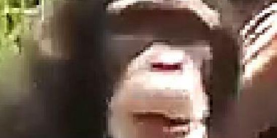 Imagem do grupo de WhatsApp schizophrenia Monkey 🐒✨🐒🙉