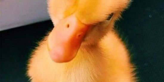 Imagem do grupo de WhatsApp ꧁ᵖᵒᵈᵉ ᵗᵘᵈᵒ꧂24Ⓗ︎