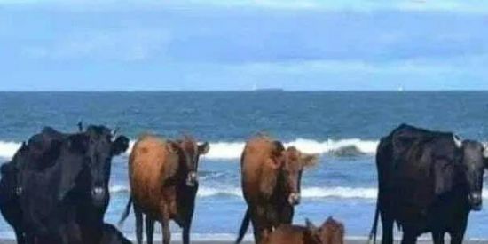 Imagem do grupo de WhatsApp 🐮DOS LAMBE SAL🐮🐃🦬🐂