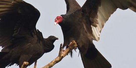 Imagem do grupo de WhatsApp Combos e urubu 🥐