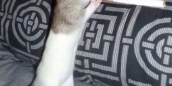 Imagem do grupo de WhatsApp HOSPÍCIO