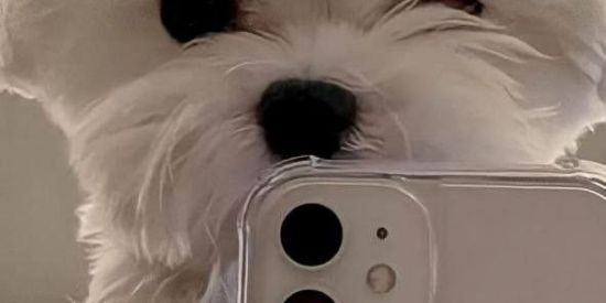 Imagem do grupo de WhatsApp ༒︎sᴏ́ ᴏs 𝔏𝔒𝔘ℭ𝔒𝔖༒︎