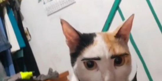 Imagem do grupo de WhatsApp Shitpost 👍🐫