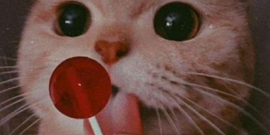 Imagem do grupo de WhatsApp Figurinhas e memes😎💥