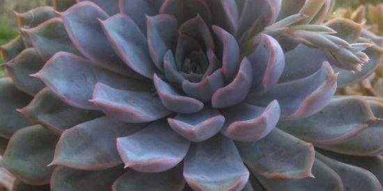 Imagem do grupo de WhatsApp Suculenta Doações e dicas