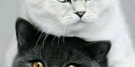 Imagem do grupo de WhatsApp Romance❤😊