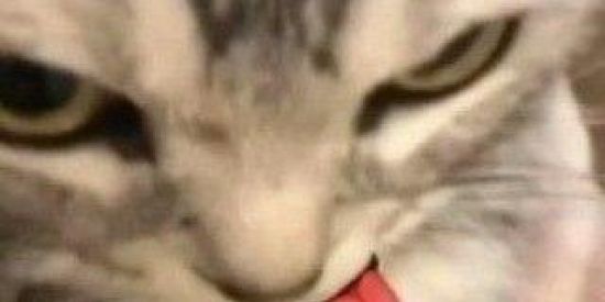 Imagem do grupo de WhatsApp web 🫶🏻🫱🏻‍🫲🏻🏳️‍🌈