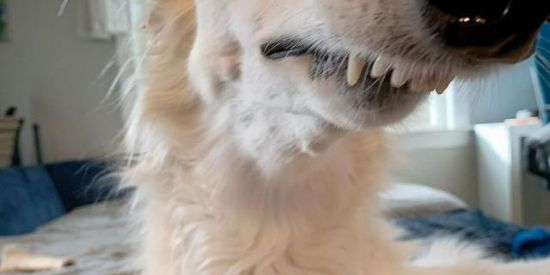 Imagem do grupo de WhatsApp Zueira sem limite 🤡