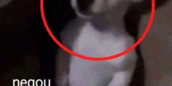 Imagem do grupo de WhatsApp 👽 SHITPOST 👽