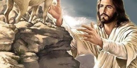 Imagem do grupo de WhatsApp Pequena ovelha