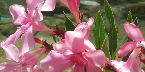 Imagem do grupo de WhatsApp amizades respeitosas 🌷