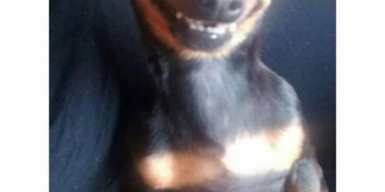 Imagem do grupo de WhatsApp So memes para stts