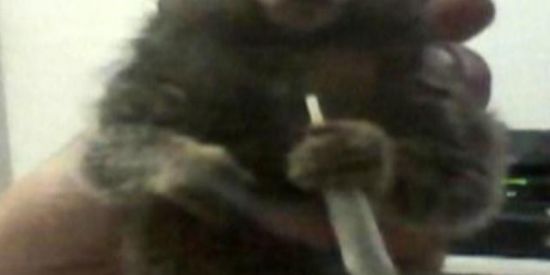 Imagem do grupo de WhatsApp macaco maconha