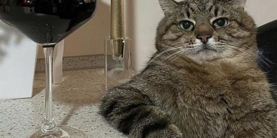 Imagem do grupo de WhatsApp 𝙨𝙤𝙛𝙩 𝙢𝙚𝙢𝙚𝙨 𝘽𝙧𝙖𝙨𝙞𝙡☑️