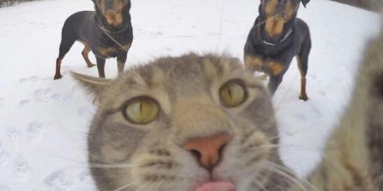 Imagem do grupo de WhatsApp Califórnia 5.0