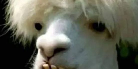 Imagem do grupo de WhatsApp BONDE DO NETTO