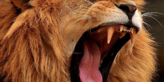 Imagem do grupo de WhatsApp Firmados em Cristo