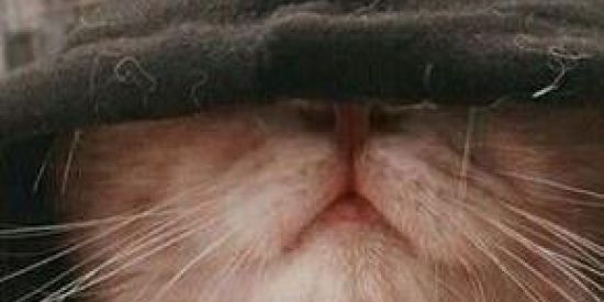 Imagem do grupo de WhatsApp Vai dar ɴᴀᴍᴏʀᴏ