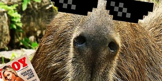 Imagem do grupo de WhatsApp Exército de capivaras SHIT POST™✓