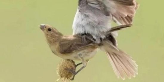 Imagem do grupo de WhatsApp Criadores 🐧