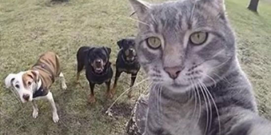 Imagem do grupo de WhatsApp .....MEMES SEM NOÇÃO.....