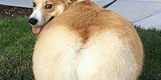 Imagem do grupo de WhatsApp Acabou meu miojo🐤