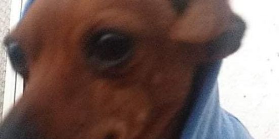 Imagem do grupo de WhatsApp HQ | GS  Fãs do Chuck