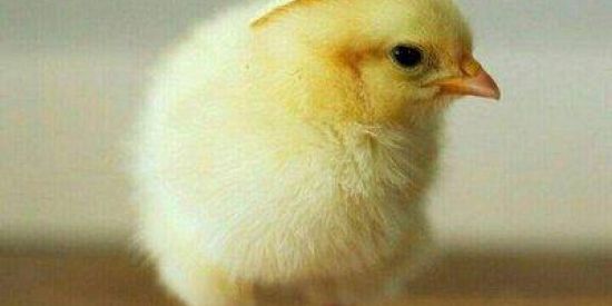 Imagem do grupo de WhatsApp lgbt