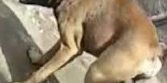 Imagem do grupo de WhatsApp CACHORRO CURURU🐶