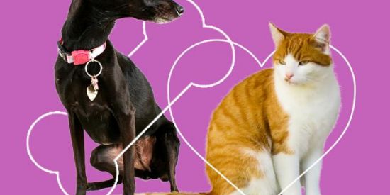 Imagem do grupo de WhatsApp Ajuda pets!