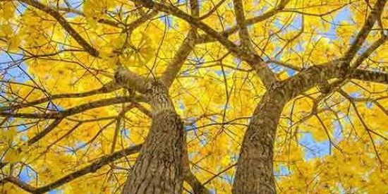 Imagem do grupo de WhatsApp IPonline_Ofertas_Magalu 🚛