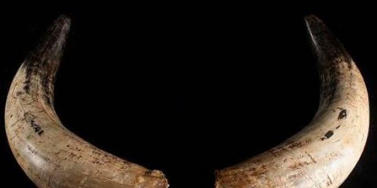 Imagem do grupo de WhatsApp Cuckold Meek